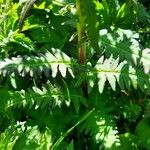 Pedicularis recutita Folla