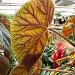 Begonia handelii Folha