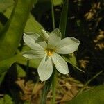 Sisyrinchium albidum Blüte
