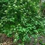 Cornus sanguinea Habitus