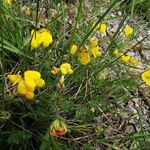 Lotus parviflorus 花