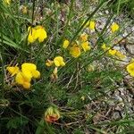 Lotus parviflorus Flower