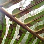 Blechnum orientale Leaf