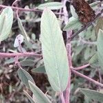 Frangula californica Blad