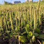 Plantago weldenii Habit