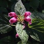 Lamium orvala Flower