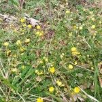 Potentilla neumanniana Hábitos