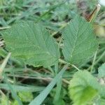 Rubus caesius Leaf