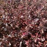 Pittosporum tenuifolium Leaf