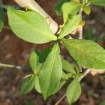 Commiphora madagascariensis 葉