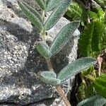 Astragalus australis Folio