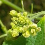 Sicyos odonellii Flower