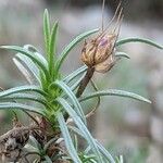 Plantago sempervirens Fruit