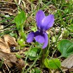 Viola odorata Flower