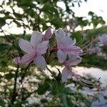 Rhododendron periclymenoides ᱵᱟᱦᱟ