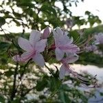 Rhododendron periclymenoides 花