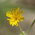 Hieracium scabrum 花