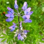 Lupinus nootkatensis Цвят