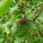 Ribes nigrum Плід