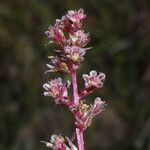 Amaranthus torreyi Çiçek