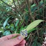 Psychotria urbaniana 花