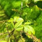 Acer cissifolium 叶