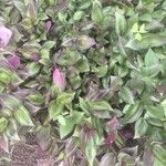 Tradescantia zebrinaKvět