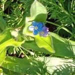 Myosotis arvensis Fleur