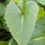 Doronicum columnae Hoja