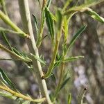 Prunus scoparia Hoja