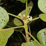 Christiana africana Hoja