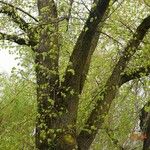 Ulmus glabra Kůra