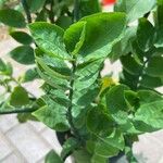 Euphorbia tithymaloides Fulla