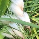 Eriophorum latifolium Plod