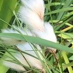 Eriophorum latifolium Ffrwyth