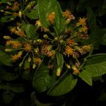 Calea prunifolia Цвят