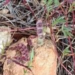 Hippocrepis ciliata Fruit