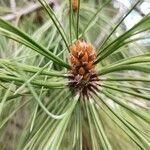 Pinus ponderosa पत्ता