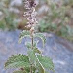 Mentha longifoliaÕis