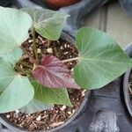 Ipomoea batatas Hoja