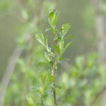 Salix sitchensis List