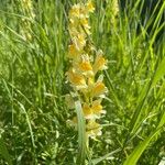 Linaria angustissimaBlad