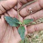 Boerhavia erecta Blatt