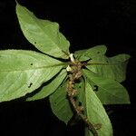 Drymonia macrophylla Blad