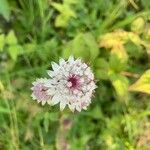 Astrantia major Blüte