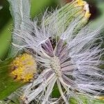 Senecio vulgaris Owoc