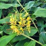 Hedychium gardnerianum ফুল