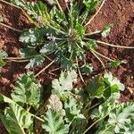 Erodium laciniatum Foglia