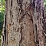 Melaleuca styphelioides 樹皮