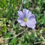 Linum lewisii Flower